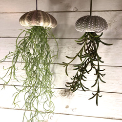 窓辺に揺れるシーウーチン (1) クラゲ ウニ殻 エアープランツ その他