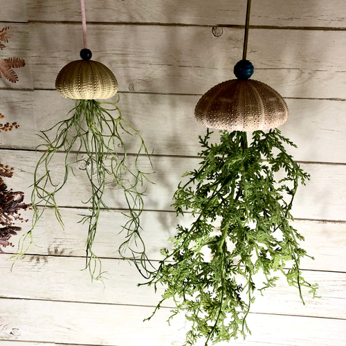 窓辺に揺れるシーウーチン (18) 海月 ウニ殻シーウーチンxフェイク観葉