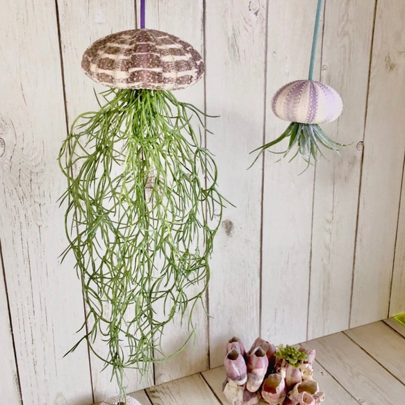 揺れる シーウーチン 2個セット』 (1) エアプランツ ウニ 海月