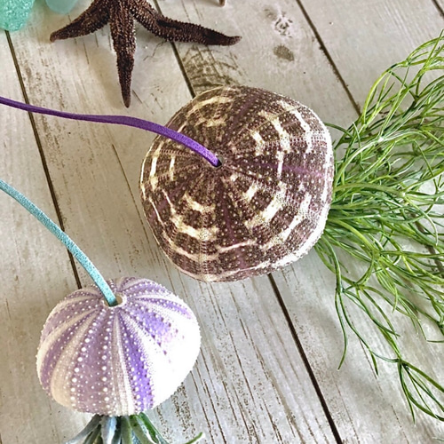 揺れる シーウーチン 2個セット』 (1) エアプランツ ウニ 海月