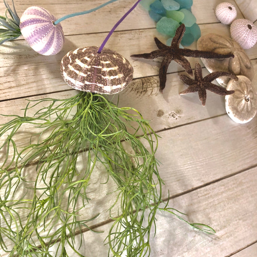 クラゲのガーランド　スワッグ　リース　シーウーチン 窓辺に揺れるシーウーチン (1) クラゲ ウニ殻 エアープランツ その他