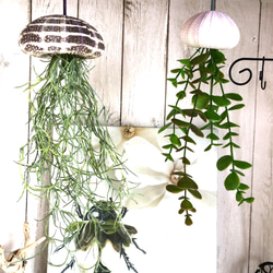 窓辺に揺れるシーウーチン (1) クラゲ ウニ殻 エアープランツ その他