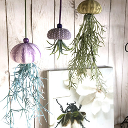 揺れるシーウーチン (4) 3個セット ウニ殻 海月 その他インテリア雑貨