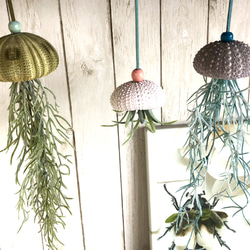 窓辺に揺れるシーウーチン (1) クラゲ ウニ殻 エアープランツ その他