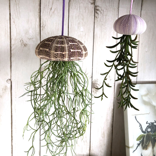 ウニの殻 2個セット インテリア オーストラリア ウーチン 標本 鉱物