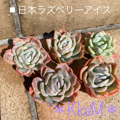 多肉植物韓国苗ラズベリーアイス