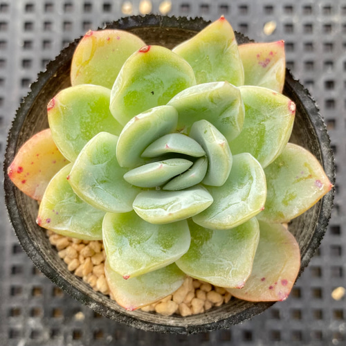 多肉植物＊日本ラズベリーアイス＊韓国苗 1苗1199円 多肉植物 a-po 