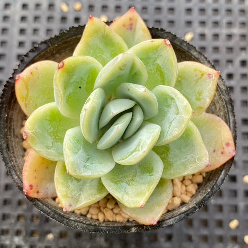 多肉植物＊日本ラズベリーアイス＊韓国苗 1苗1199円 多肉植物 a-po
