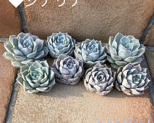 多肉植物 韓国苗 ♡yuiruna♡様 多肉植物 韓国苗 ♡yuiruna♡様