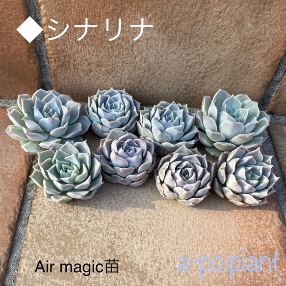 多肉植物 韓国苗 ♡yuiruna♡様 多肉植物 韓国苗 ♡yuiruna♡様 多肉植物 韓国苗 ♡yuiruna♡様