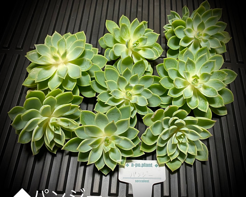 再入荷◇パンジー◇多肉植物 韓国苗 多肉植物 a-po.plant 通販