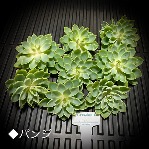 再入荷◇パンジー◇多肉植物 韓国苗 多肉植物 a-po.plant 通販