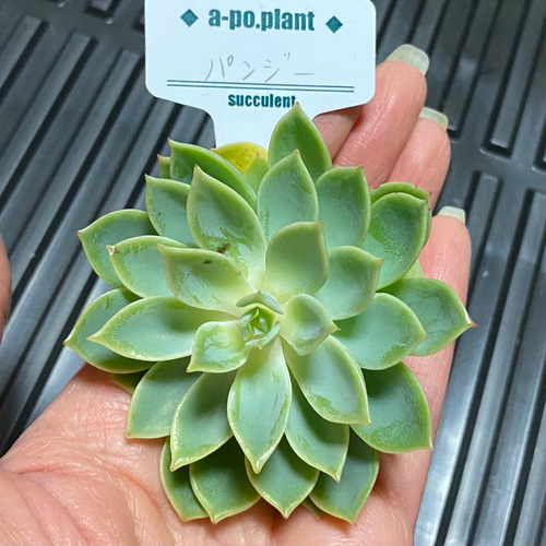 再入荷◇パンジー◇多肉植物 韓国苗 多肉植物 a-po.plant 通販