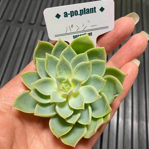 再入荷◇パンジー◇多肉植物 韓国苗 多肉植物 a-po.plant 通販