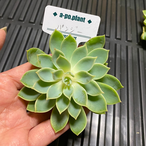 再入荷◇パンジー◇多肉植物 韓国苗 多肉植物 a-po.plant 通販