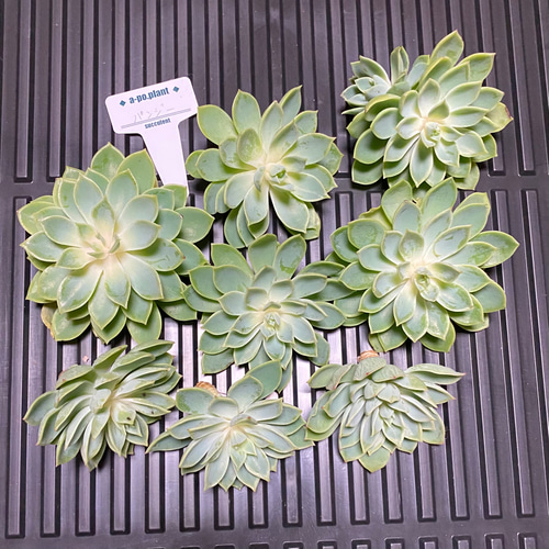 再入荷◇パンジー◇多肉植物 韓国苗 多肉植物 a-po.plant 通販