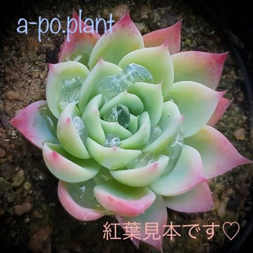 再入荷◇パンジー◇多肉植物 韓国苗 多肉植物 a-po.plant 通販