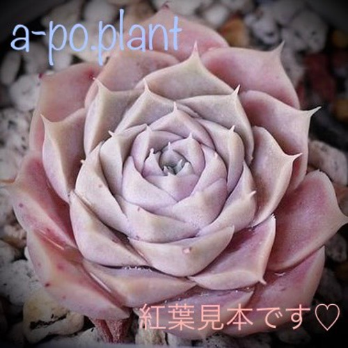 第四種送料無料◇ヒアリナ◇多肉植物 韓国苗 多肉植物 a-po.plant 通販 