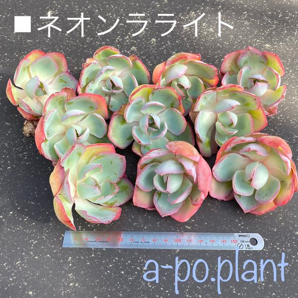 多肉植物　韓国苗　ニューネオンライト 多肉植物⭐︎韓国苗 ネオンライト 大 SALE - メルカリ