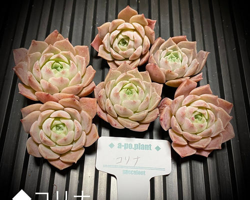 多肉植物 韓国苗 くりりん様 多肉植物 クリスタルレイク 韓国苗 - メルカリ