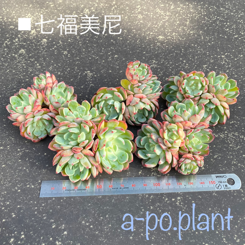 ◇七福美尼 群生◇多肉植物 韓国苗 多肉植物 a-po.plant 通販 11772260