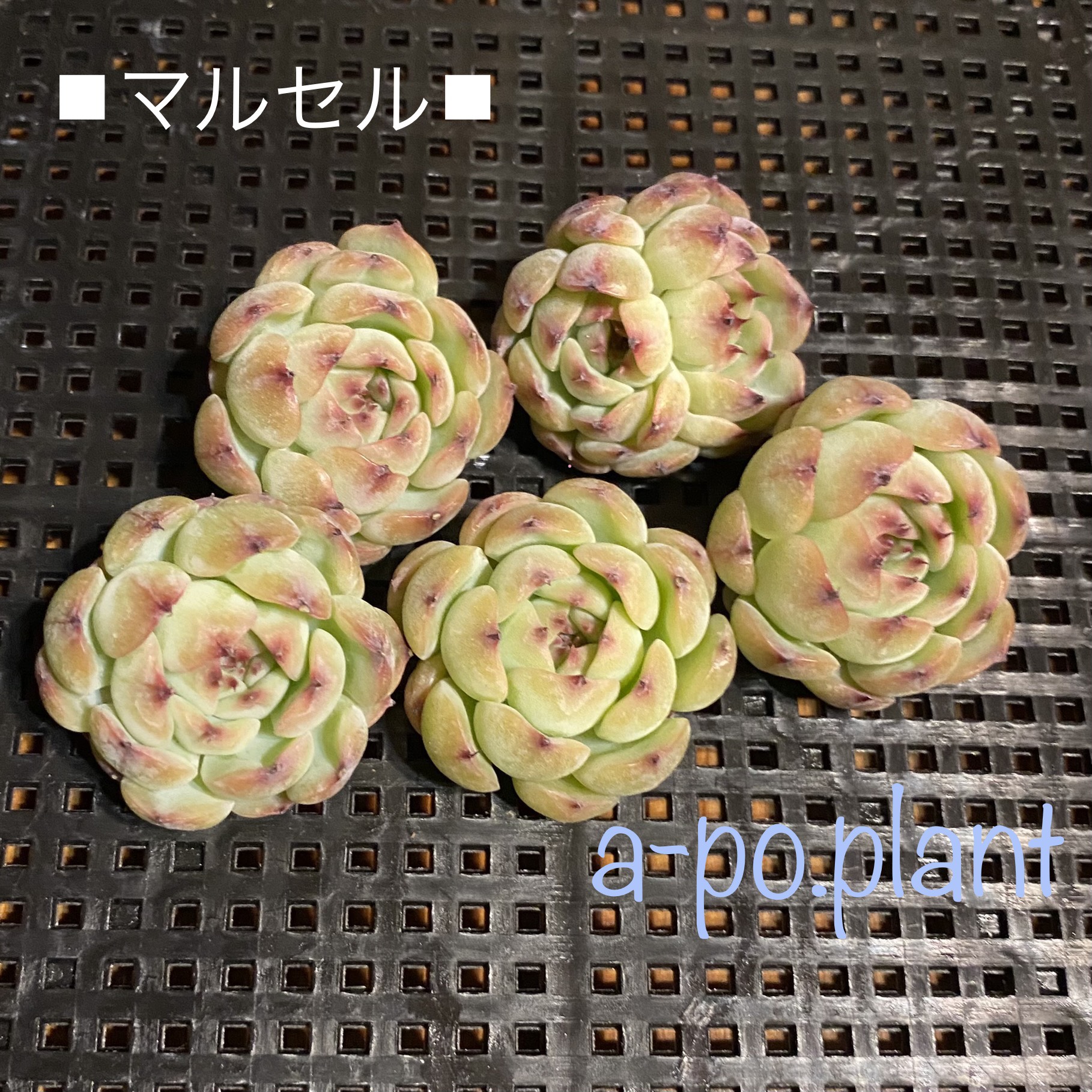 多肉植物　韓国苗　マルセル　発根済み