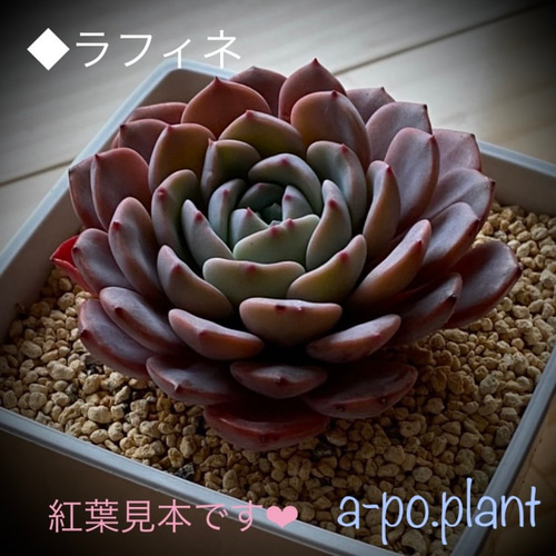 多肉植物 エアーマジック ♡アルビン♡ （◇ラフィネ◇多肉植物