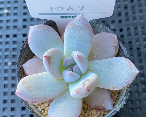再入荷◇トロムソ◇多肉植物 韓国苗 1苗1199円 多肉植物 a-po 再入荷◇トロムソ◇多肉植物 韓国苗 1苗1199円 多肉植物 a-po
