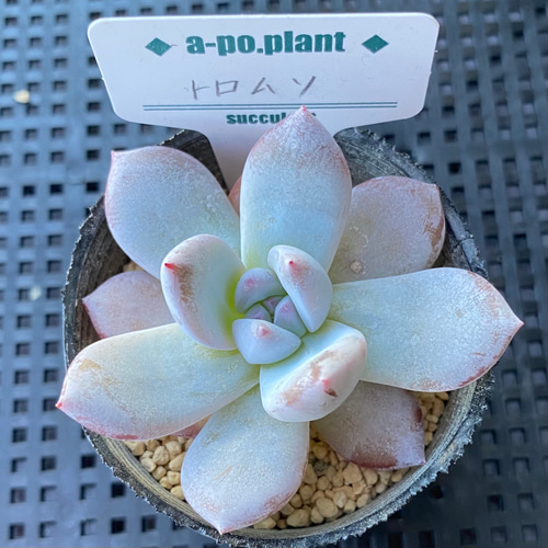 再入荷◇トロムソ◇多肉植物 韓国苗 1苗1199円 多肉植物 a-po.plant 