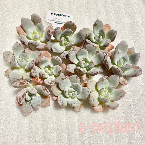 再入荷◇トロムソ◇多肉植物 韓国苗 1苗1199円 多肉植物 a-po 再入荷◇トロムソ◇多肉植物 韓国苗 1苗1199円 多肉植物 a-po
