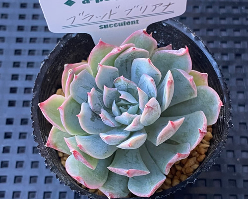 多肉植物　ブラッドブリアナ錦　一点のみ　カット苗 多肉植物 ブラッドブリアナ錦 一点のみ カット苗 ブラッドブリアナ