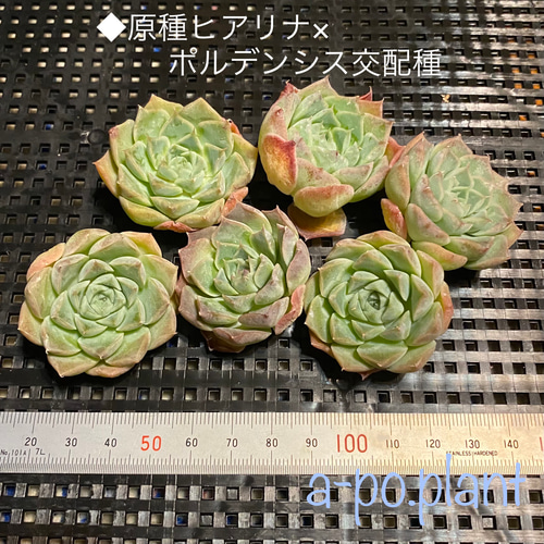 多肉植物◇原種ヒアリナ×ポルデンシス交配種◇韓国苗 多肉植物 a-po 
