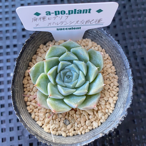 多肉植物◇原種ヒアリナ×ポルデンシス交配種◇韓国苗 多肉植物 a-po 