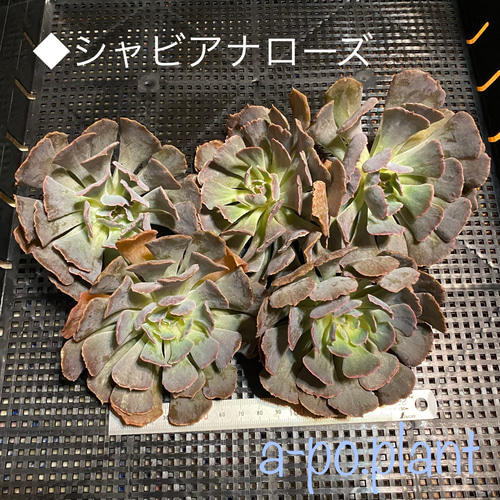 多肉植物◇シャビアナローズ◇韓国苗 多肉植物 a-po.plant 通販 