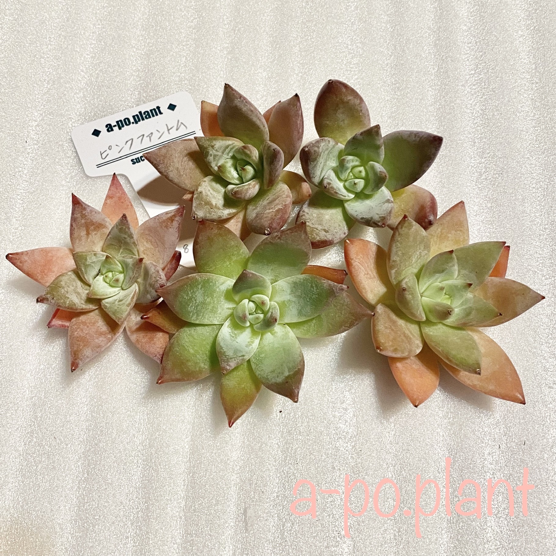 ピンクファントム ＊多肉植物 韓国苗 カット苗