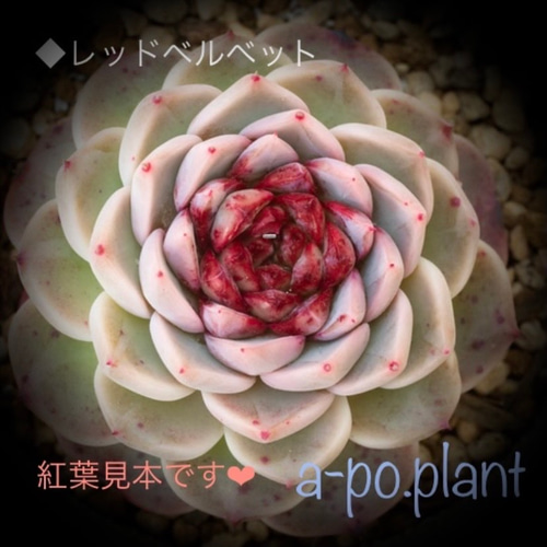 レッドベル　韓国苗　4/15写真追加 再入荷◇レッドベルベット◇多肉植物 韓国苗 多肉植物 a-po