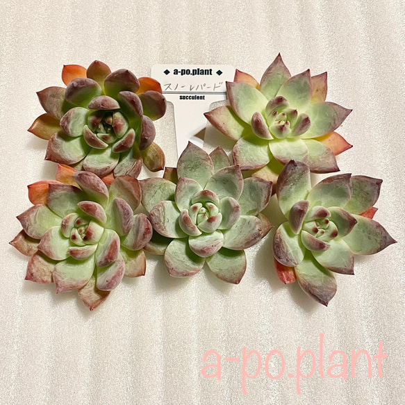 スノーレパード ハオルチア 多肉植物 【公式通販】