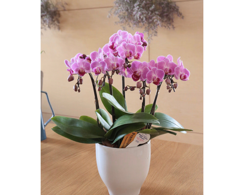 ミニ胡蝶蘭 4.5号鉢 3本立て (農場直送) 一輪挿し・花瓶・花器