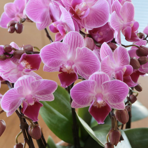 ミニ胡蝶蘭 4.5号鉢 3本立て (農場直送) 一輪挿し・花瓶・花器