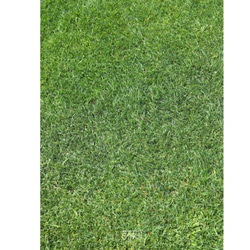 グラフィックインソール SOKO（サプライズ：シバフ）中敷・消臭・抗菌・芝生 2枚目の画像