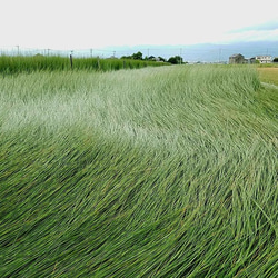 ２枚セット：OTO い草（ランチョンマット） 天然素材　国産い草　抗菌　消臭 7枚目の画像