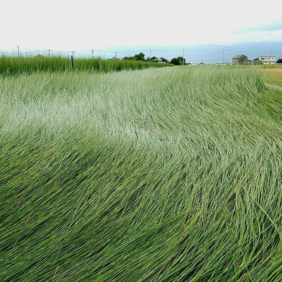 OTO い草：カーシート（自動車用）熱中症対策　抗菌　消臭　天然素材　国産い草 8枚目の画像