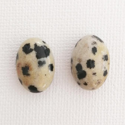 Dalmatian Jasper × Pearl 5枚目の画像