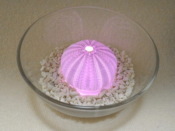 サンゴの砂と桜色に灯る　ウニランプ 2枚目の画像