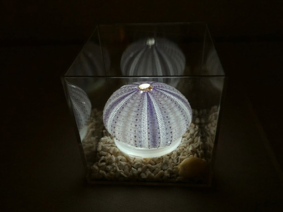 ウニランプ 紫　ケース入り（送料無料） 1枚目の画像