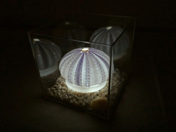 ウニランプ 紫　ケース入り（送料無料） 3枚目の画像