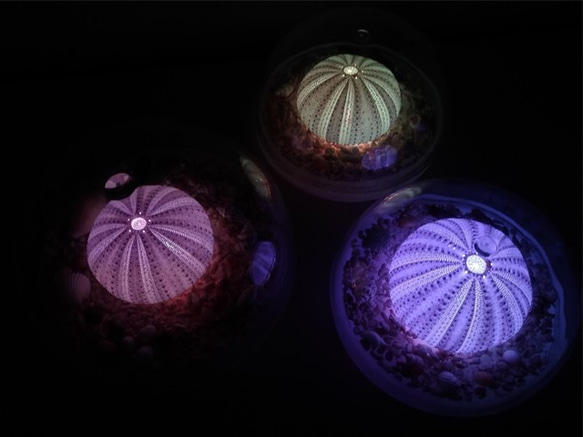 ウニランプ　ドーム型　小 3枚目の画像