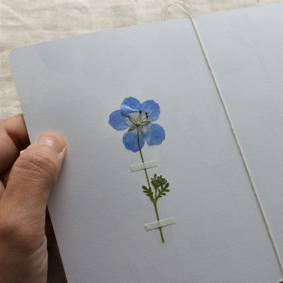 [botanical greeting card]　ネモフィラ　花言葉メッセージカード 2枚目の画像
