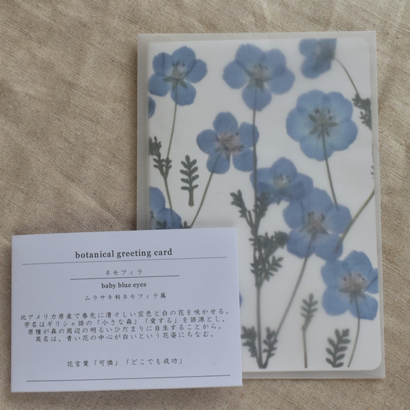 [botanical greeting card]　ネモフィラ　花言葉メッセージカード 3枚目の画像