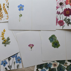 [botanical greeting card]　アジサイ　花言葉メッセージカード 5枚目の画像